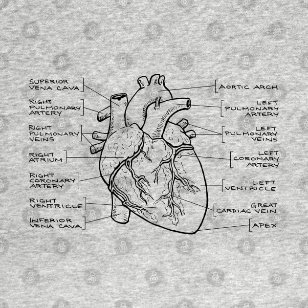 Anatomical Heart Diagram (Black Text) by jleonardart